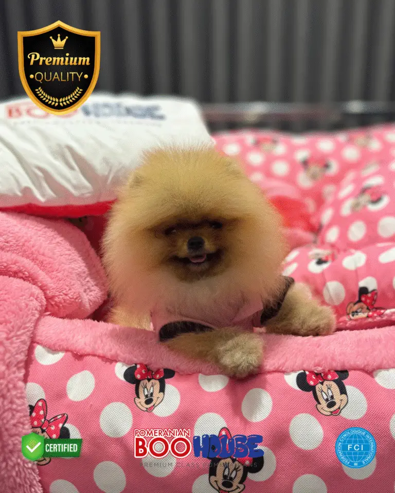 Mochi - Pomeranian Yavru