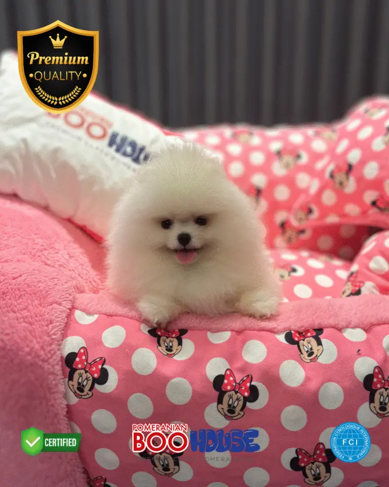 Pixie - Pomeranian Yavru