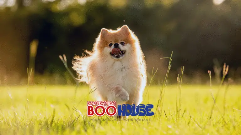 Pomeranian Boo Hakkında Merak Edilenler