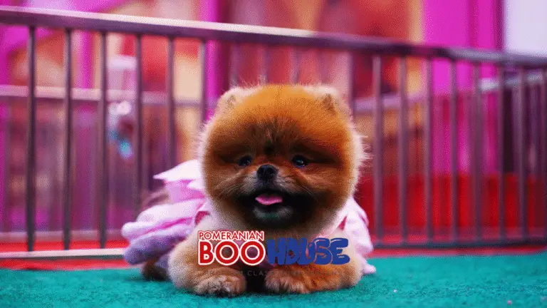 Pomeranian Kaç Yıl Yaşar