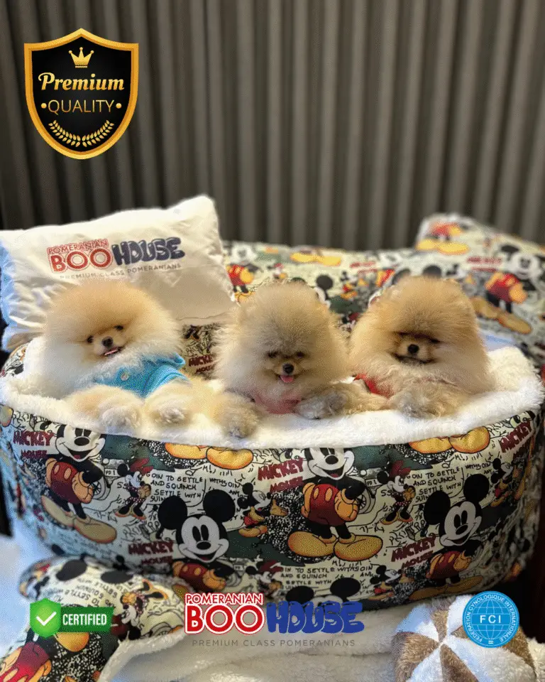 Pomeranian Yavru