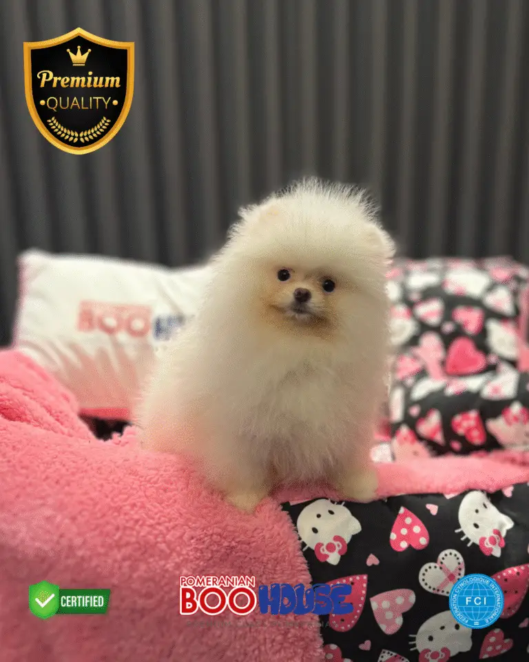 Puffy - Pomeranian Yavru