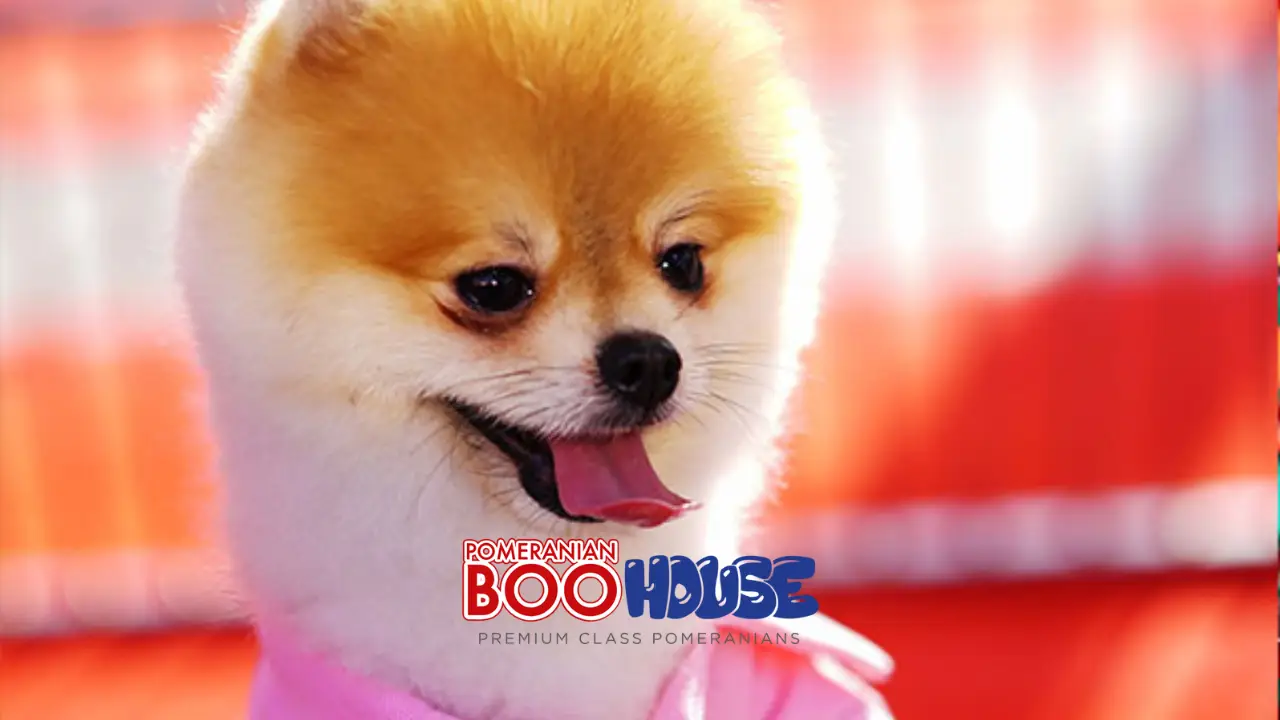 Dişi Pomeranian Regl Olur Mu? Pomeranian Köpeklerinde Kızgınlık Dönemi Hakkında Bilmeniz Gerekenler