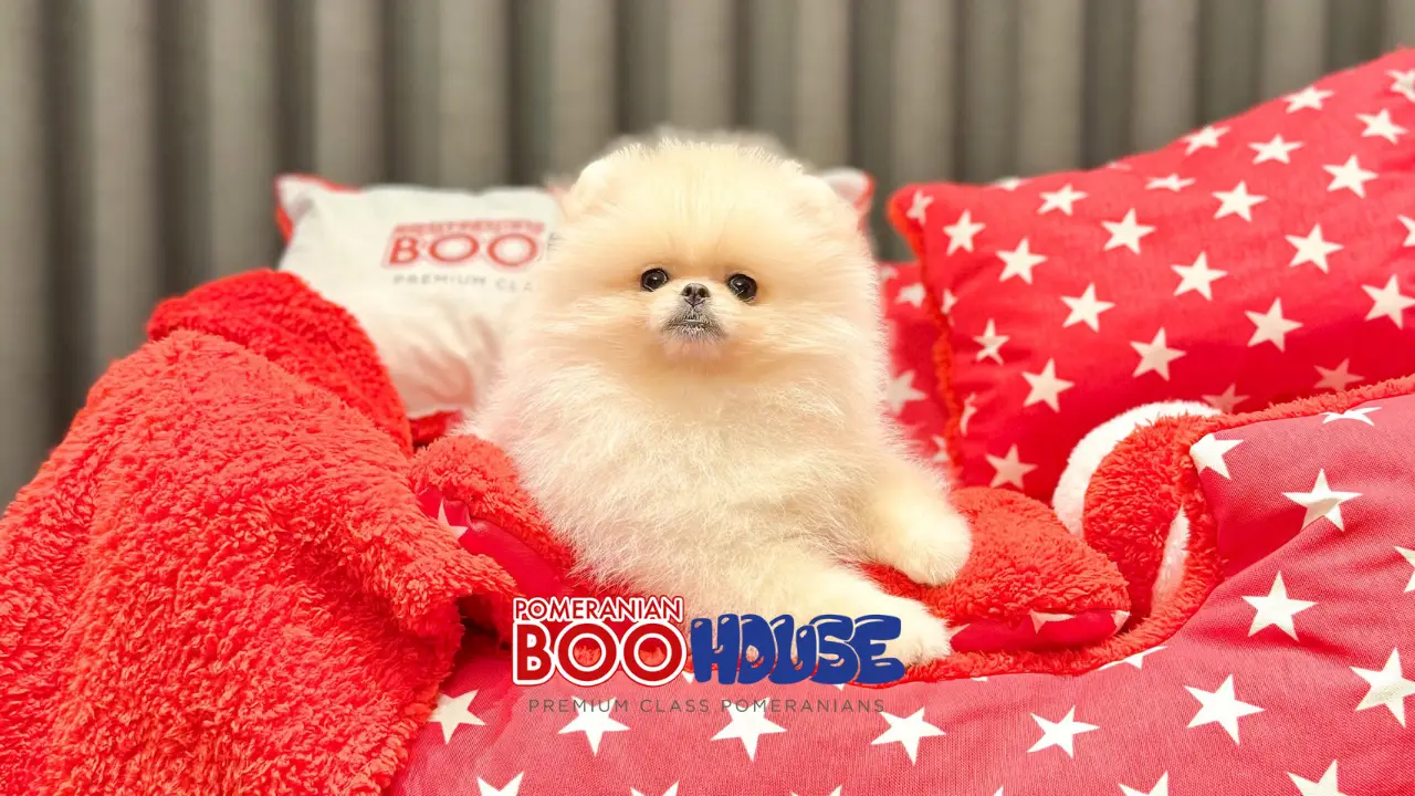Pomeranian En Çok Ne Sever?