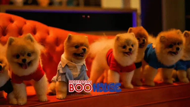 Pomeranian çirkinlik dönemi var mı? Ne zamandır?