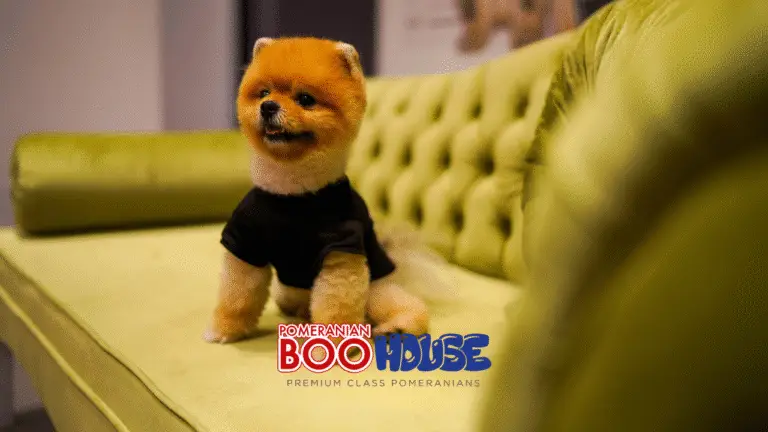 Pomeranian evde çok havlar mı?