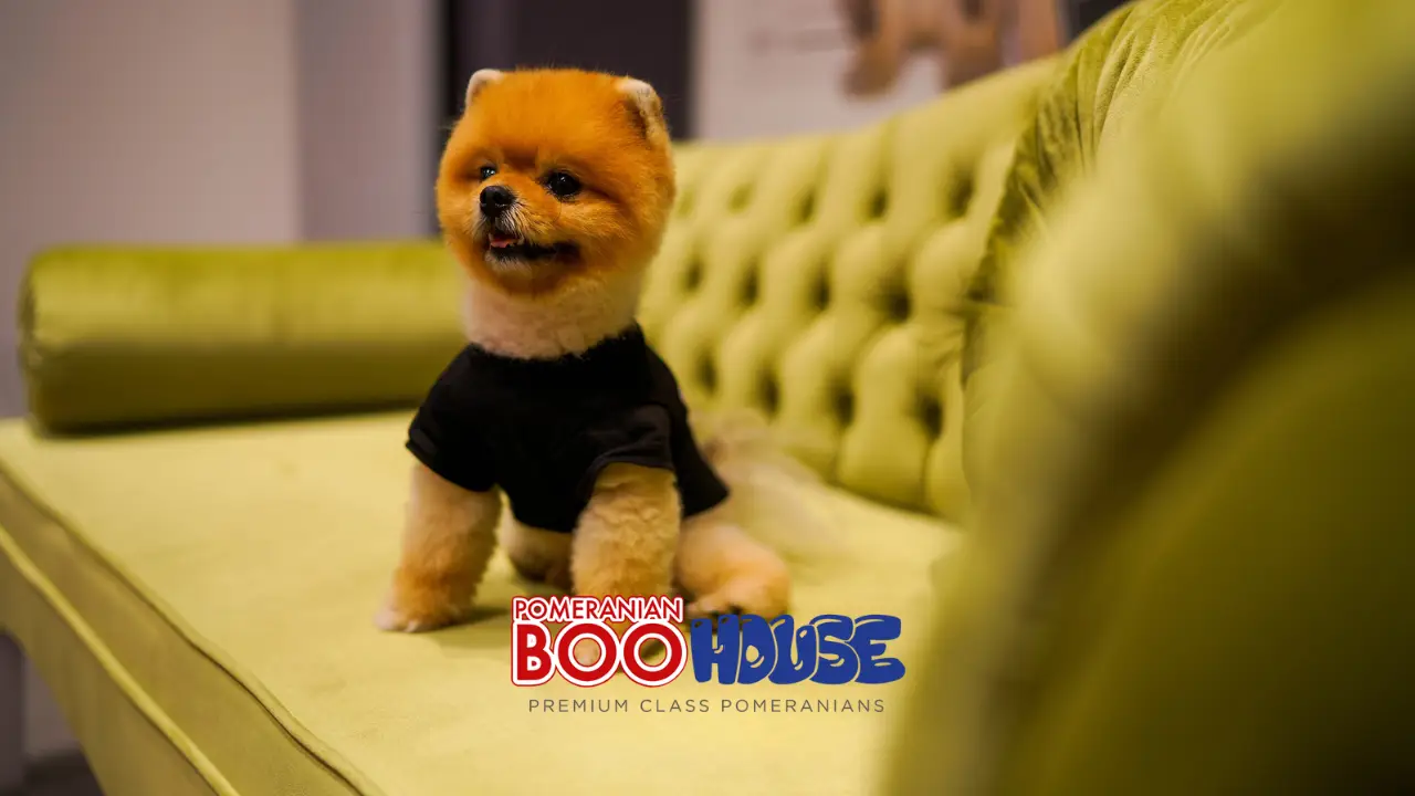 Pomeranian evde çok havlar mı?