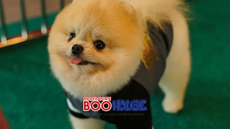 Pomeranian Yaşına Göre Bakım ve Beslenme Rehberi