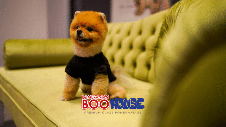 Pomeranian kaç yaşında ölür?