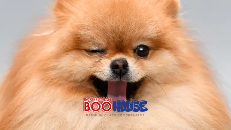 Süs köpeği cinsleri nelerdir